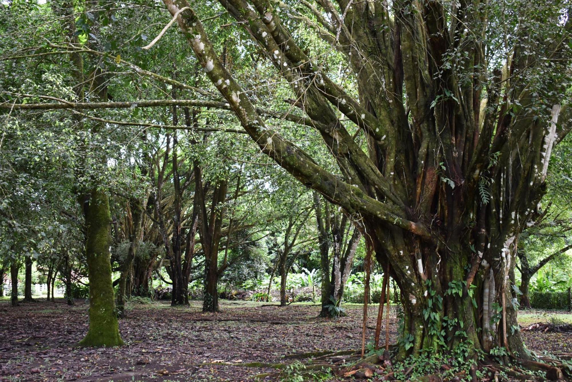 Hotel Arenal Country Inn La Fortuna Kültér fotó