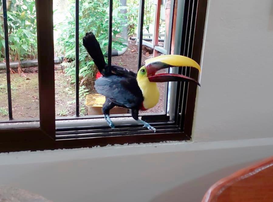 Hotel Arenal Country Inn La Fortuna Kültér fotó