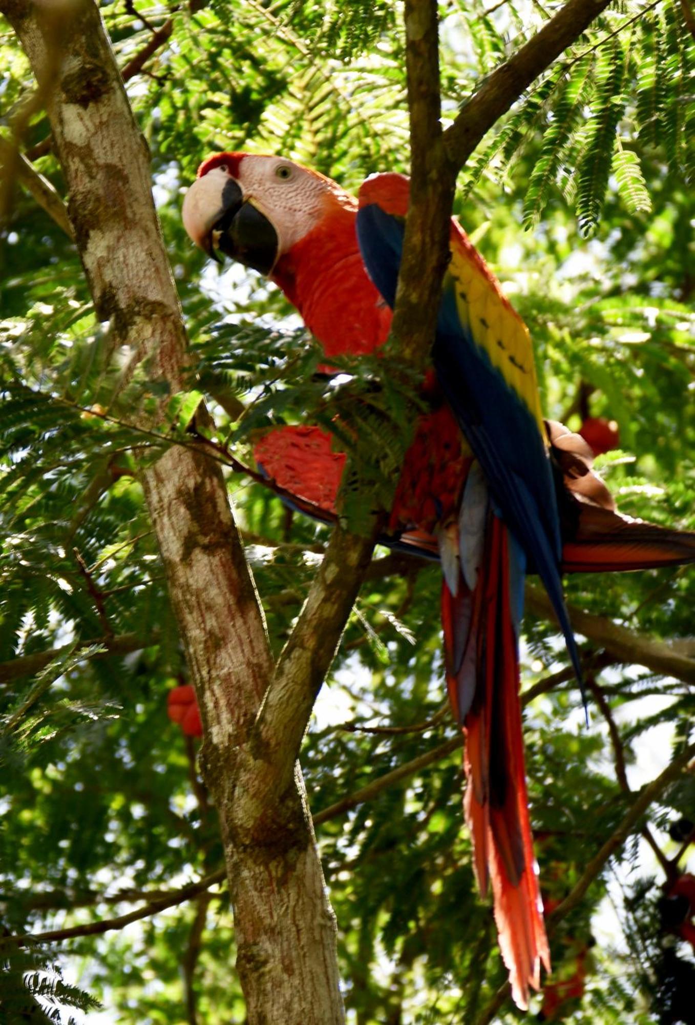 Hotel Arenal Country Inn La Fortuna Kültér fotó