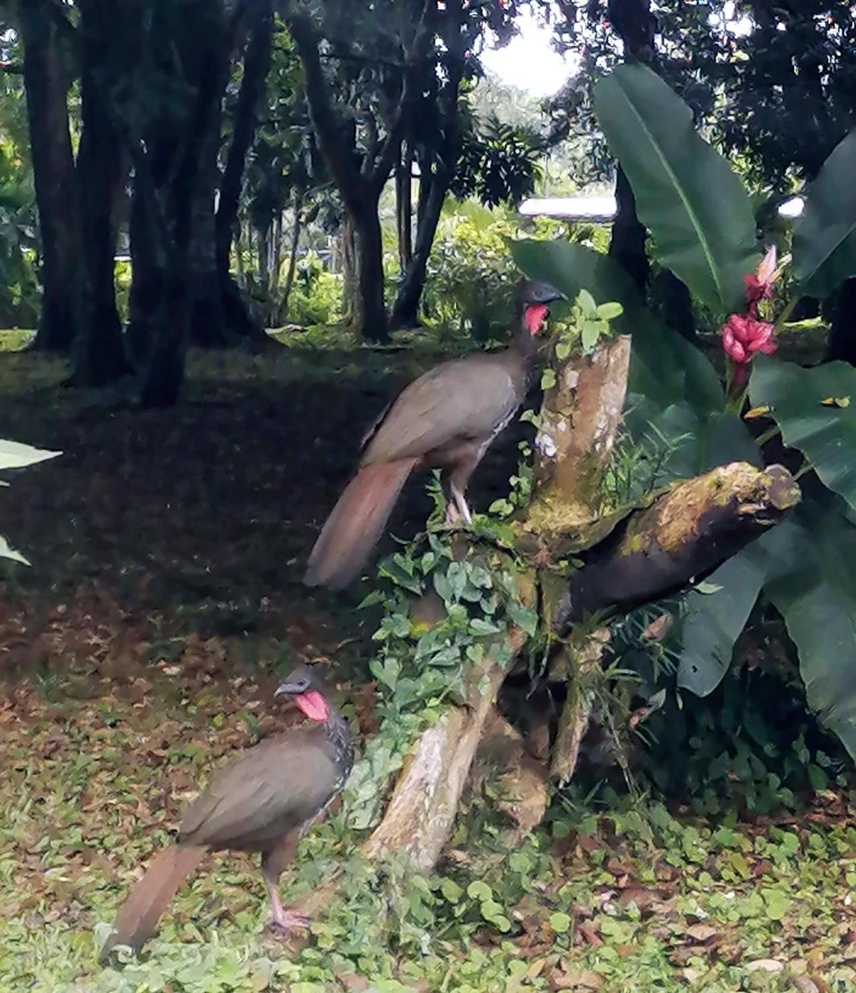 Hotel Arenal Country Inn La Fortuna Kültér fotó